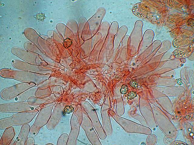 La Flora fungina negli aspetti microclimatici subtropicali